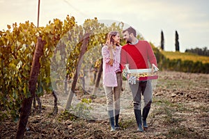 Wine and grapes. Harvesting grapes. Young man and woman harvesting grapes