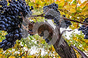 Wine Grapes II photo