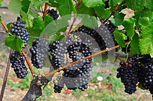 Wine grapes from Napa Valley, California photo