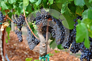 Wine grapes from Napa Valley, California photo