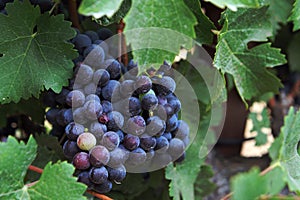 Wine Grapes photo