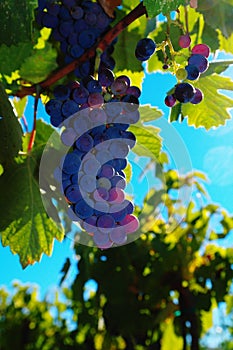 Wine grapes
