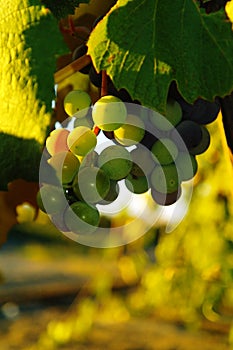 Wine grapes