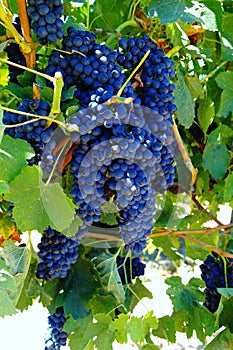 Wine grapes