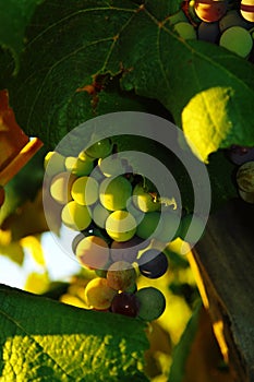 Wine grapes
