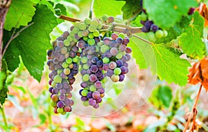 Wine grapes red growing vineyard detail