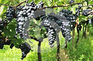 Wine Grapes