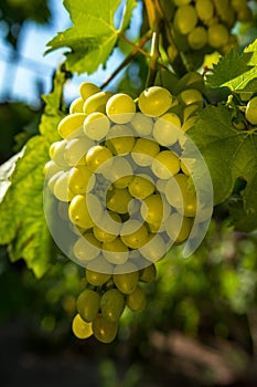 Wine grapes, a ripe bunch of green grapes, in the sun. Vineyards