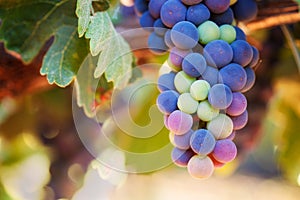 Wine Grapes Ripening