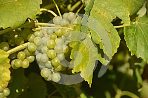 wine grapes