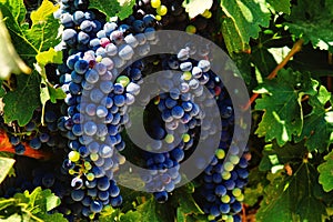 Wine grapes ripening on the vine in the Lower Yakima Valley
