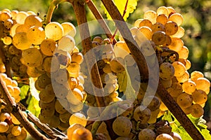 Wine Grapes Ripening on Vineyard ready for harvesting