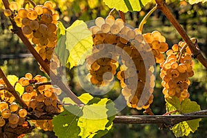 Wine Grapes Ripening on Vineyard ready for harvesting