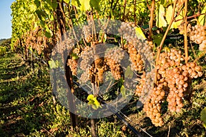 Wine Grapes Ripening on Vineyard ready for harvesting