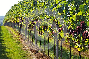 Wine grapes rows