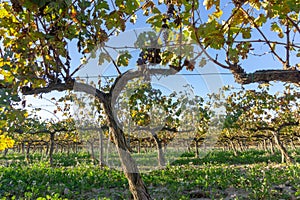 Wine grapes in Sant SadurnÃ­ d`Anoia, Spain