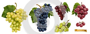 Wine grapes, table grapes. Fresh fruit, 3d realistic vector set