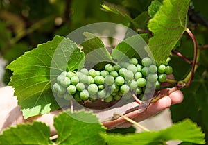 Wine Grapes - Tamar Valley Tasmania