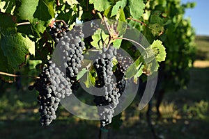 Wine Grapes, Tuscany, Italy