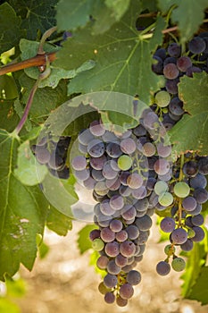 Wine grapes in veraison stage on vine