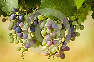 Wine grapes in veraison stage on vine