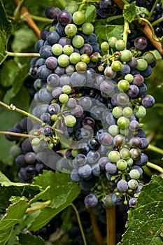 Wine grapes in veraison stage on vine