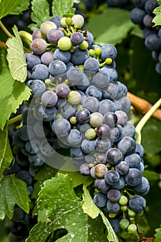 Wine grapes in veraison stage on vine