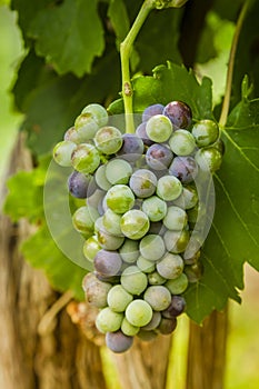 Wine grapes in veraison stage on vine