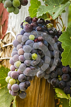 Wine grapes in veraison stage on vine