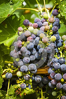 Wine grapes in veraison stage on vine