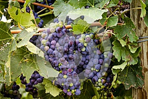 Wine grapes in veraison stage on vine