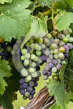 Wine grapes in veraison stage on vine