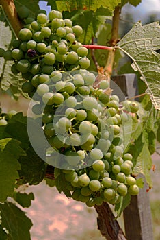 Wine grapes on the vine