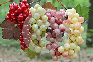 Wine Grapes on the vine.