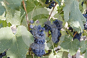 Wine grapes on the vine