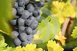 Wine grapes on the vine