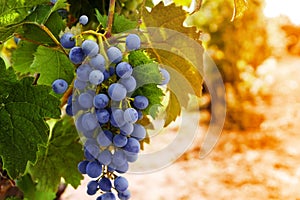 Wine grapes on a vine