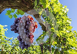 Wine grapes on the vine.