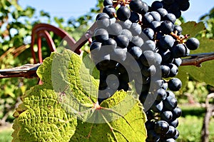 Wine grapes on vine. Close up