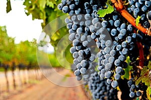 Wine grapes on the vine in a field