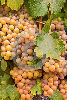 Wine Grapes on the Vine Ready for Harvest