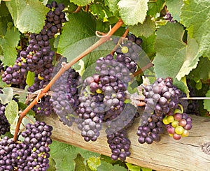 Wine Grapes on the Vine Ready for Harvest
