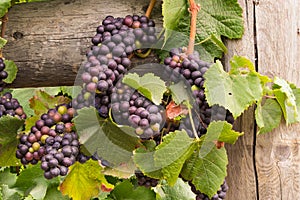 Wine Grapes on the Vine Ready for Harvest