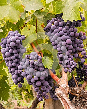 Wine Grapes on the Vine Ready for Harvest