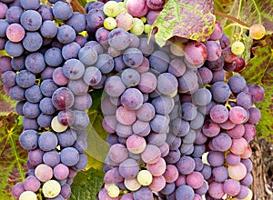 Wine Grapes on the Vine Ready for Harvest