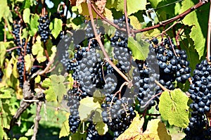 Wine grapes on vine in vineyard