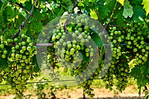 Wine grapes on vine, in vineyard on Seneca Lake, New York