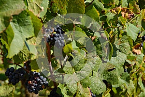 Wine grapes in the vineyard in Burgundy