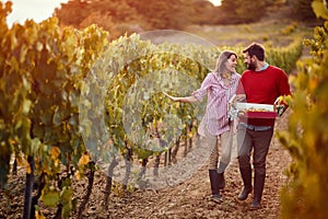 Wine grapes in a vineyard. Couple winemakers walking in between rows of vines
