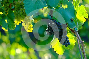 Wine Grapes In Vineyard, Maribor, Slovenia photo